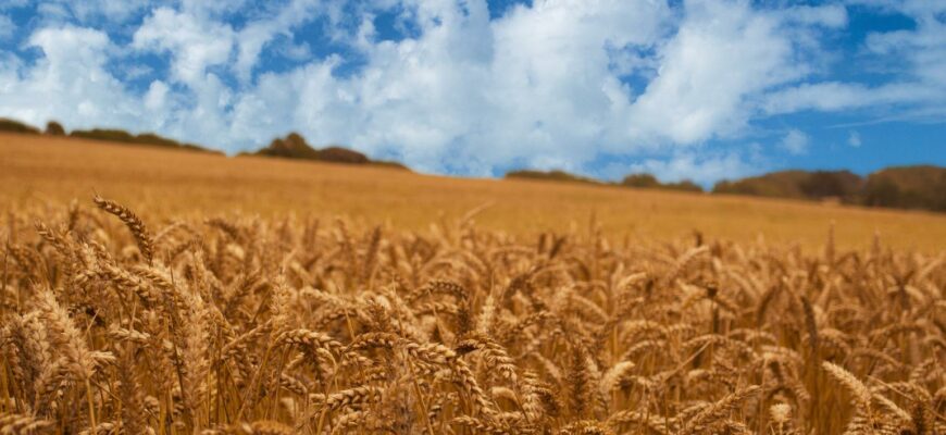 зерно, поле, АПК, сельское хозяйство, природа
