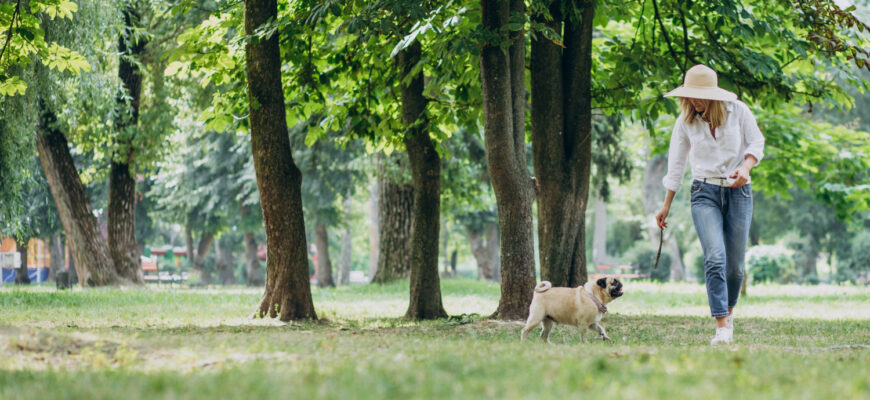 парк, прогулка, собака