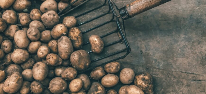 картофель, сельское хозяйство, ферма