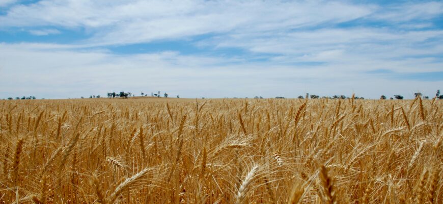 пшеница, поле
