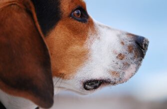 собака, животные