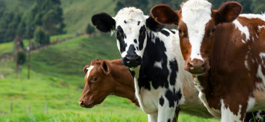 коровы, ферма