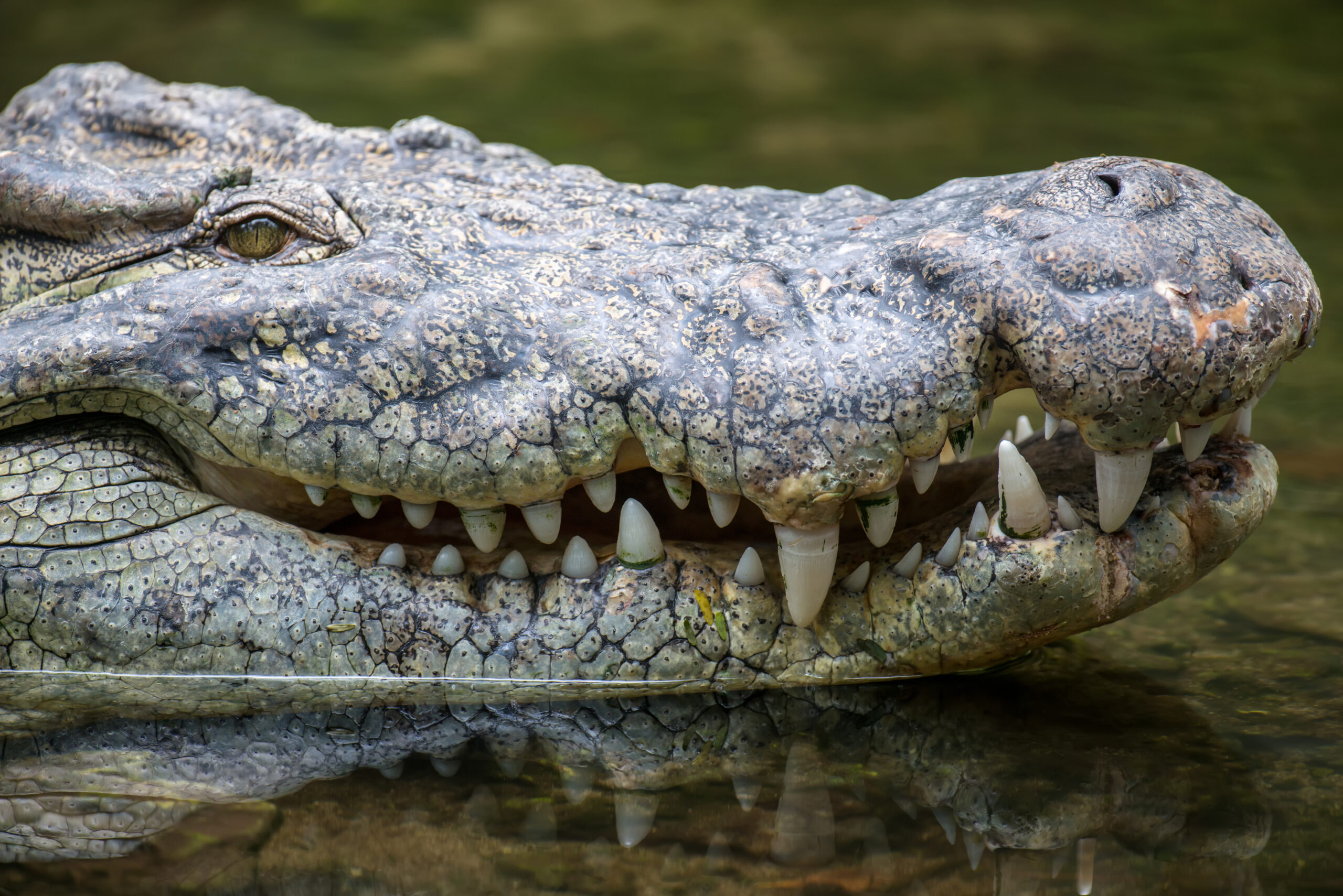 крокодил, животные, пресмыкающиеся