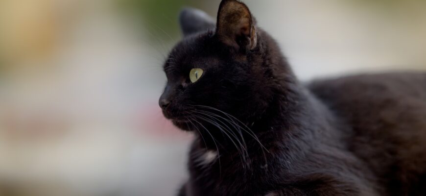 черный кот, кошка