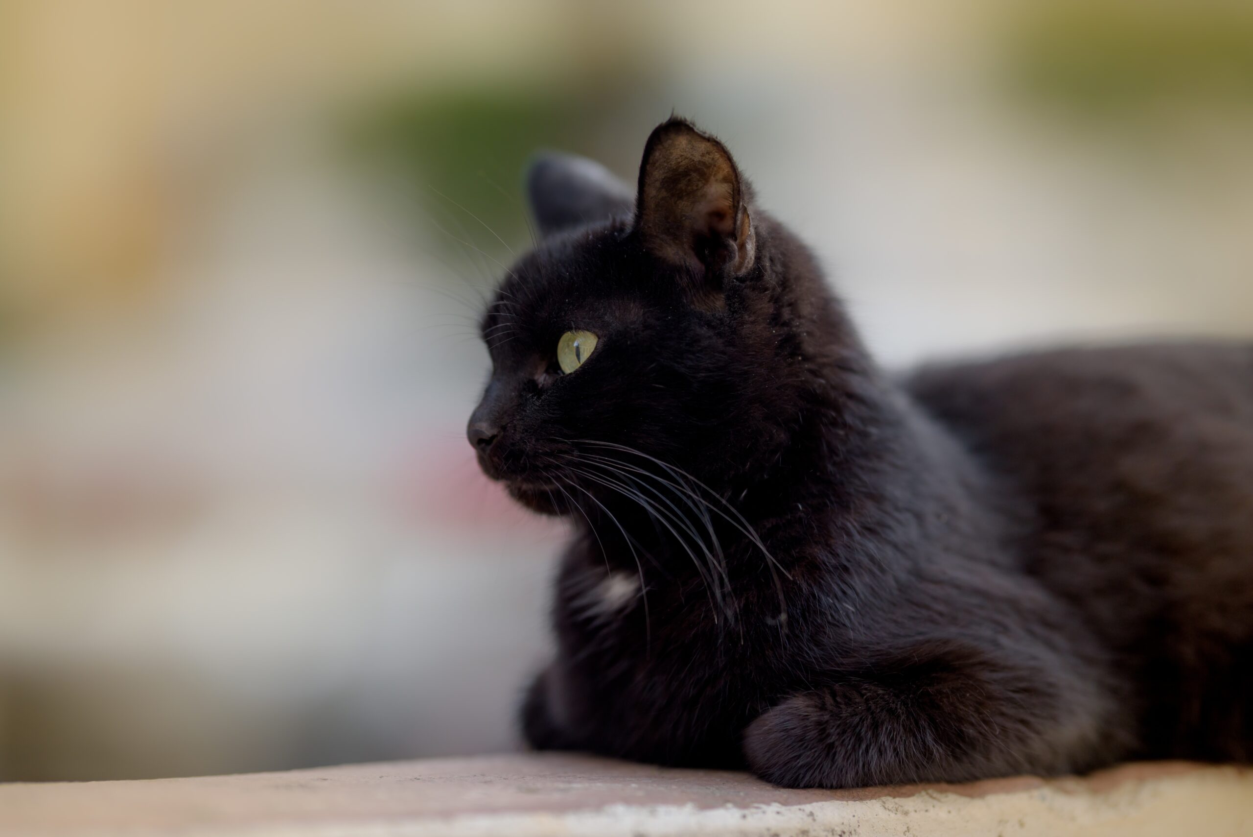 черный кот, кошка