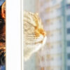коты, весна, погода, лето, тепло