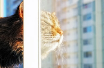 коты, весна, погода, лето, тепло