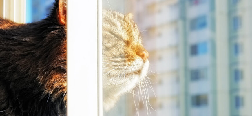 коты, весна, погода, лето, тепло