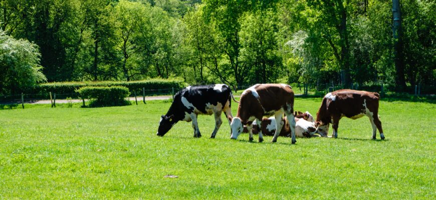 ферма, коровы
