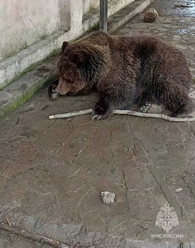 Крымские сотрудники МЧС спасли зверей зоопарка от огня