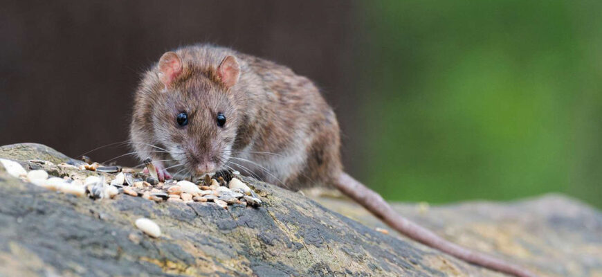 крысы, мышь, дикая природа, эксперименты
