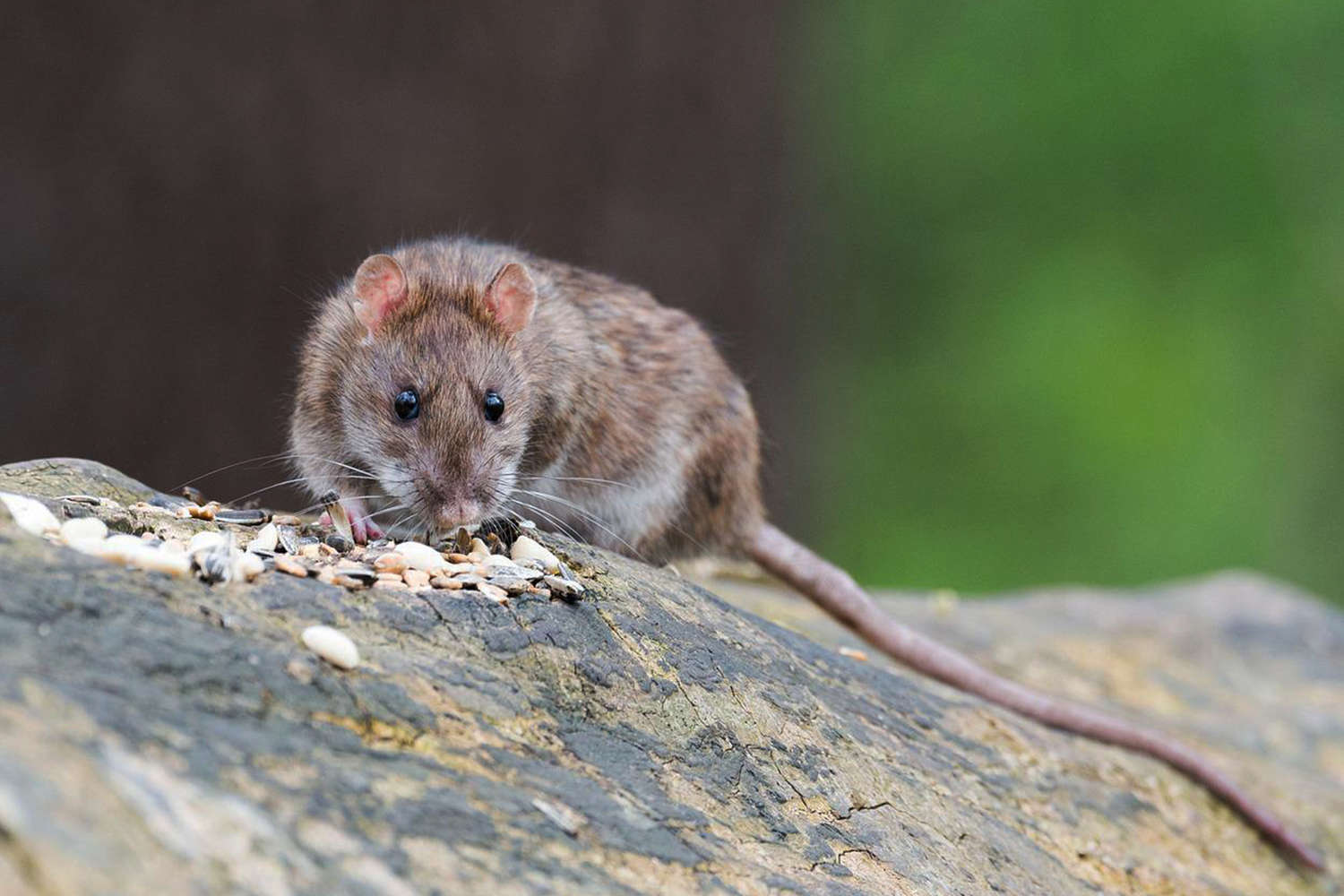 крысы, мышь, дикая природа, эксперименты