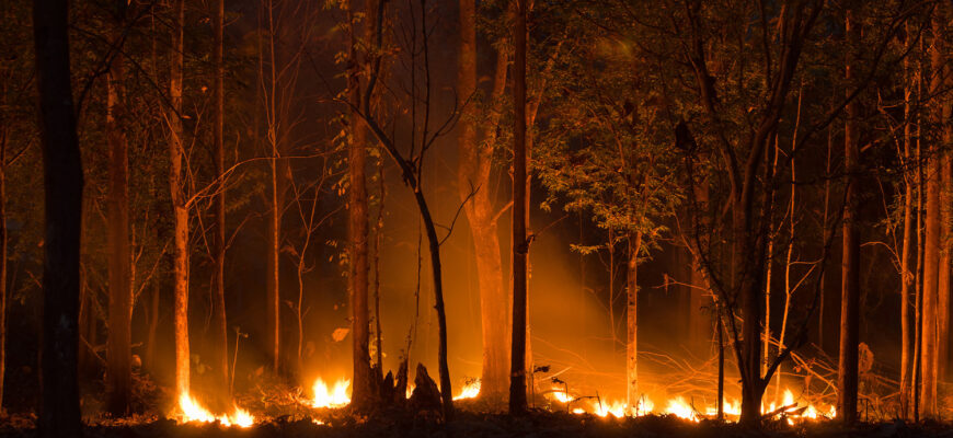 пожары, лес, лесной пожар