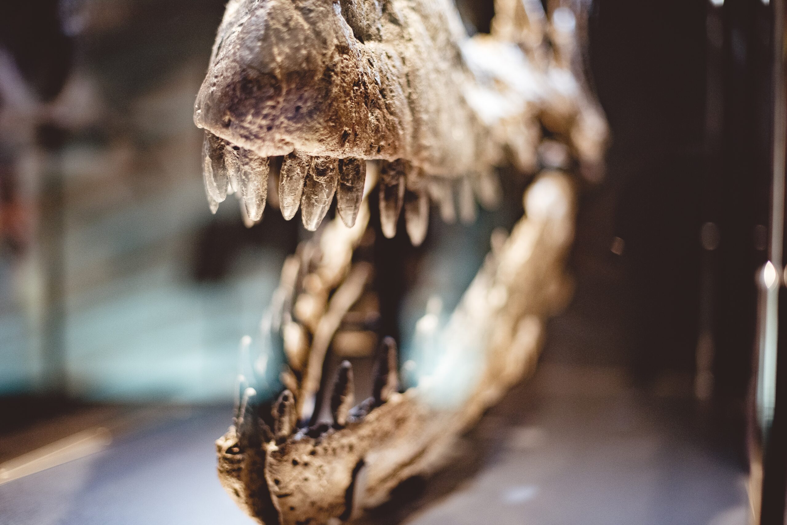череп, динозавр