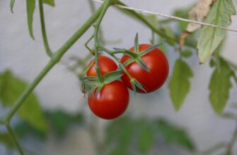 помидоры, томаты, овощи, огород