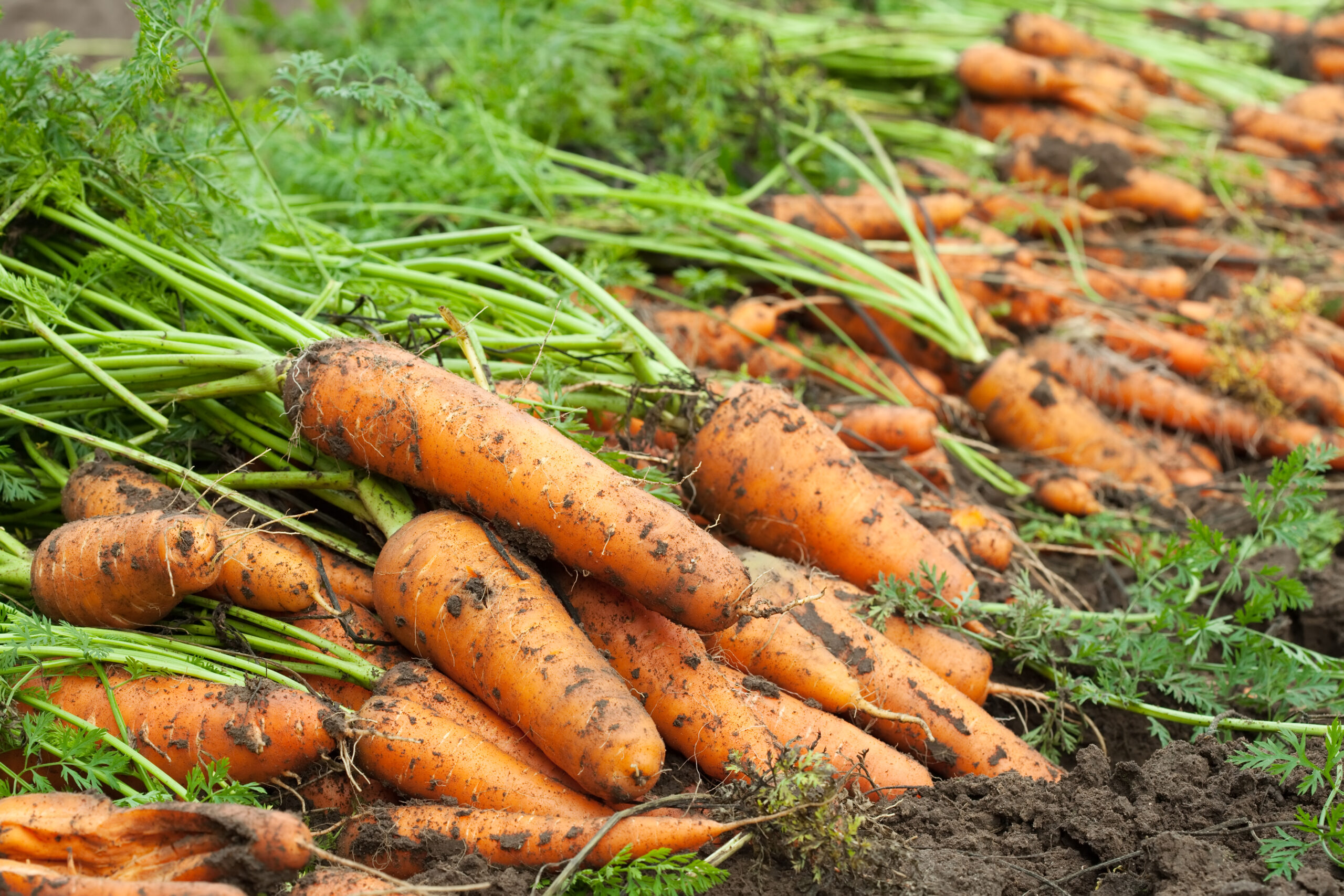 морковь, овощи, огород