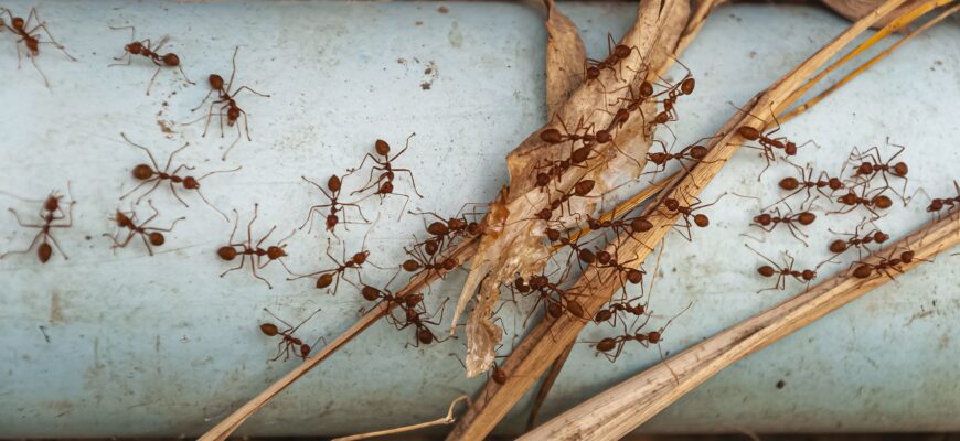 муравьи, насекомые, вредители