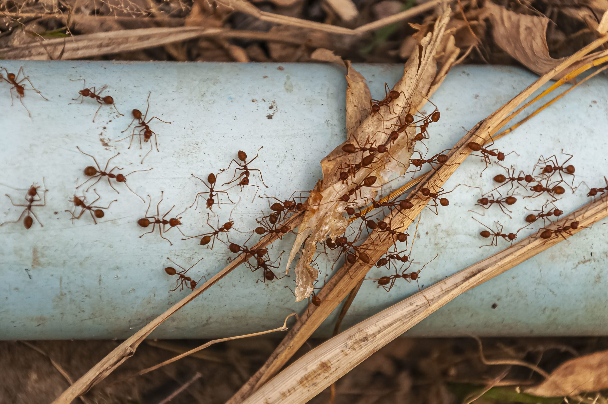 муравьи, насекомые, вредители