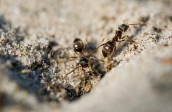 муравьи, насекомые