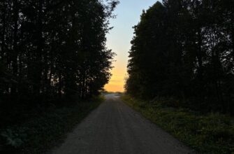 дорога, ремонт дороги, лес